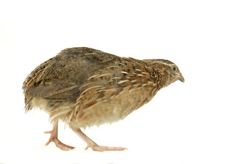 partridge