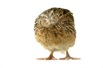 partridge