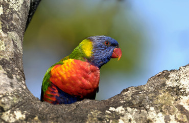 Colourful Rainbow Lorikeet