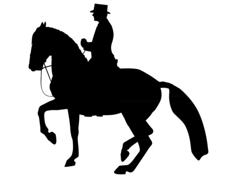 Andalusier Lusitano Dressurpferd