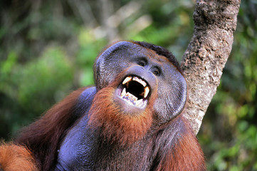 The male of the orangutan grimaces and yawns. © Uryadnikov Sergey