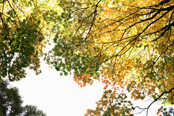 autumn leaves close up