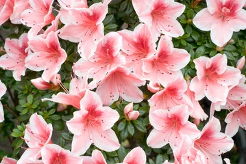 Fototapeten Azalee Azalee (Rhododendron simsii & 39 Mrs Gerard Kint& 39 )  © ETIEN