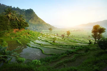Vlies Fototapete Reisfelder Bali