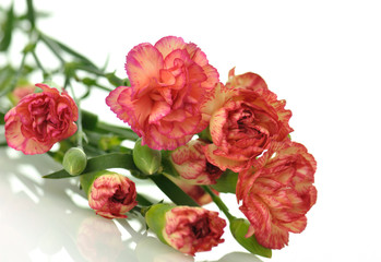 Obraz premium carnations