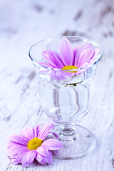 Obraz na płótnie Canvas Little pink daisy in wine glass
