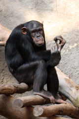 Schimpanse