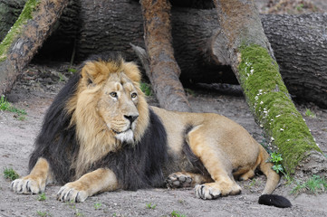 Fototapeta na wymiar Lion odpoczynku