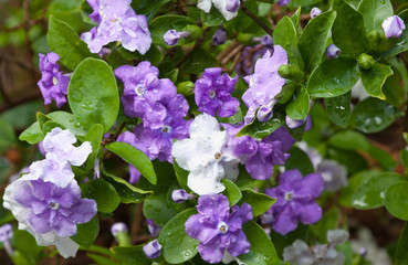 francicéa : brunfelsia pauciflora