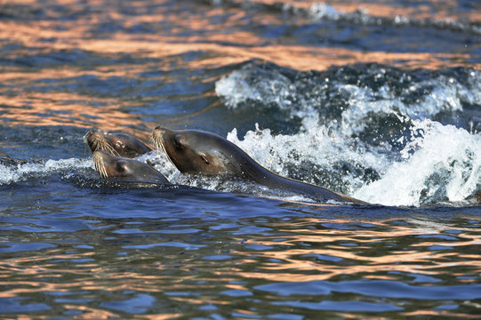 Seel&ouml;wen schwimmen