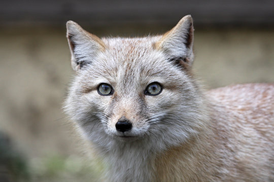 Steppenfuchs
