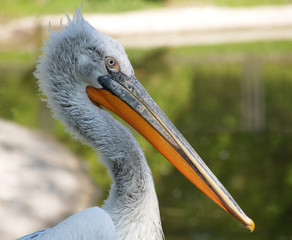 Портрет пеликана