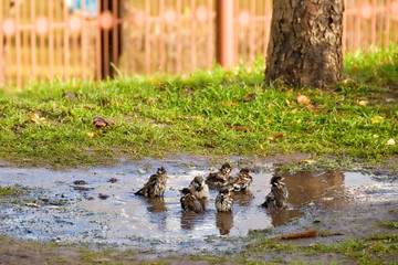 Bathing sparrows