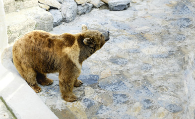 Grizzly Bear