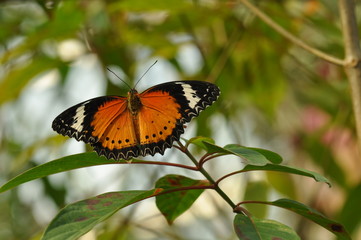 Nice butterfly