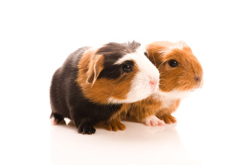 baby guinea pigs