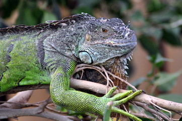 Grüner Leguan