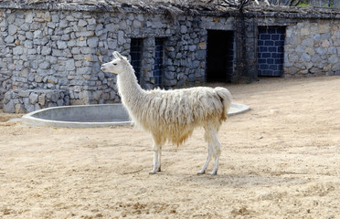 Lama