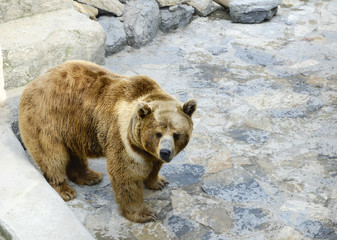 Grizzly Bear