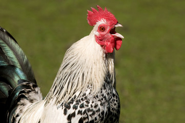 Hahn kräht