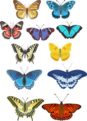 butterflies - obrazy, fototapety, plakaty