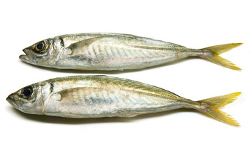 Two Atlantic horse mackerel fish on white