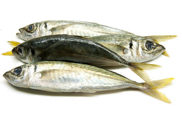 Fresh Atlantic horse mackerel fish on white