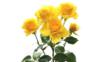 Yellow rose