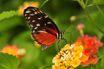 Fototapeta na wymiar Feeding Golden Helicon Butterfly