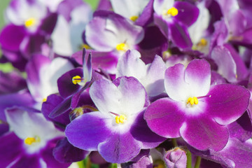 Fototapeta na wymiar Blossoming violet and white senpolia