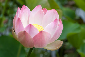 fleur rose de lotus