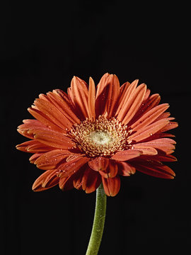 fiore