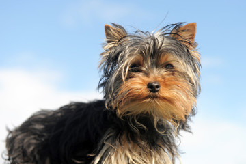 chiot yorkshire terrier