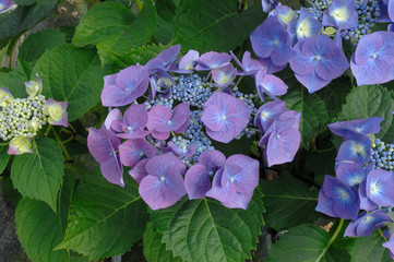 hortensia bleu à tête plate