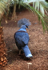 goura couronn&eacute;e