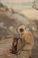 Singe sauvage avec son bébé - Inde