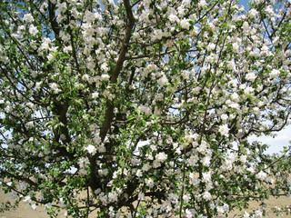 blühender Apfelbaum 9