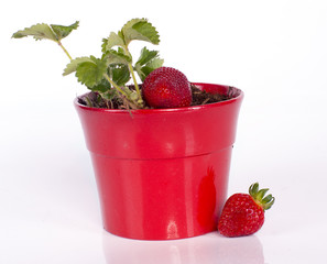 plant de fraisier dans un pot rouge