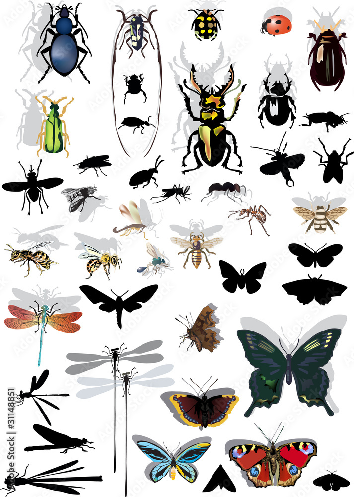 Canvas Prints set of isolated insects with shadows