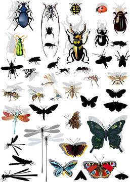 set of isolated insects with shadows