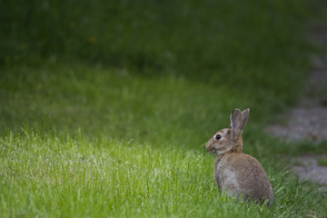 Kaninchen ( Oryctolagus cuniculus )