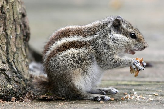 Three-striped Palm Squirrel