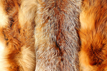 The fox fur