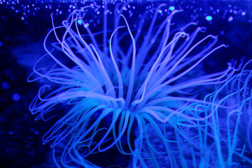 anemone de mer aux UV - 31151674