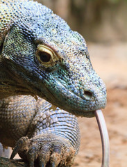 Colorful Komodo