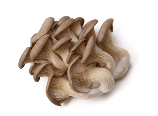 Oyster mushrooms on a white background - 31152240