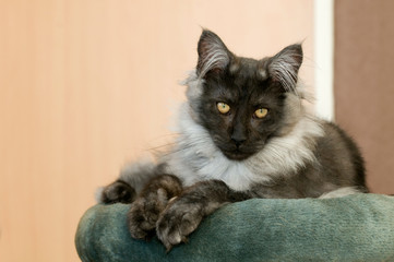 Junge Main Coon Katze