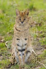 Serval