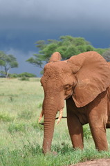 Fototapeta na wymiar éléphant sous l'orage, savane, Afrique