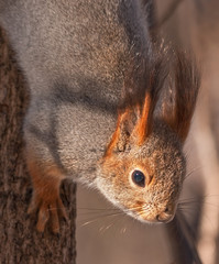 Close up of European red squirrel